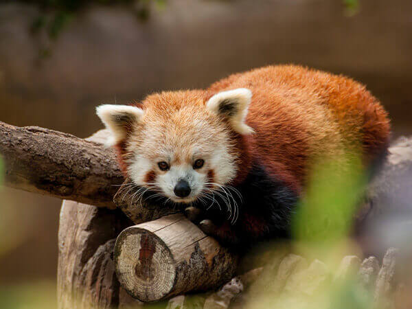  1287361283 21Charity of the month plan inte/rnational UK